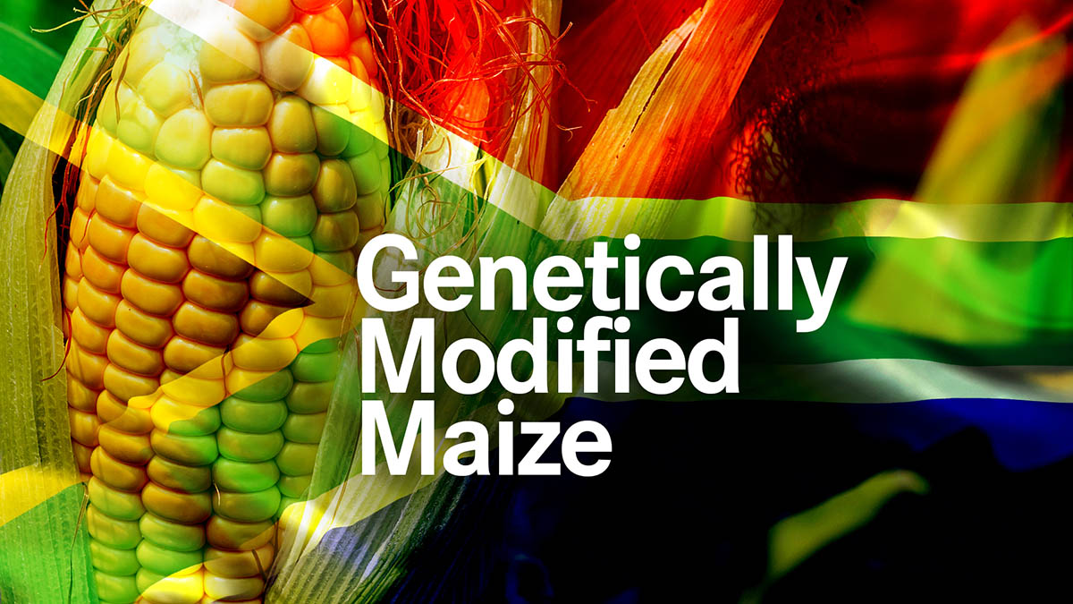 GMO Maize in South Africa